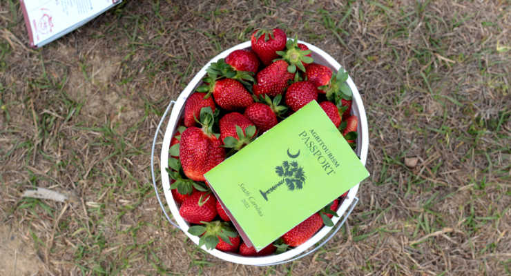 cottle strawberry farm agritour