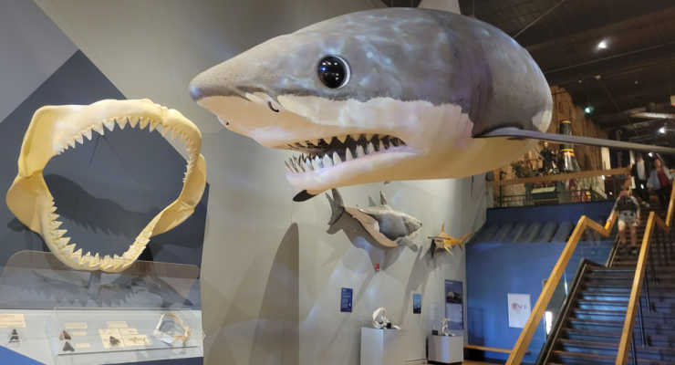 Shark at the SC State Museum