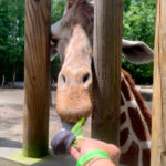 Giraffe at Riverbanks Zoo
