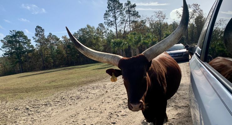 Cows with horns at Eudora Farms