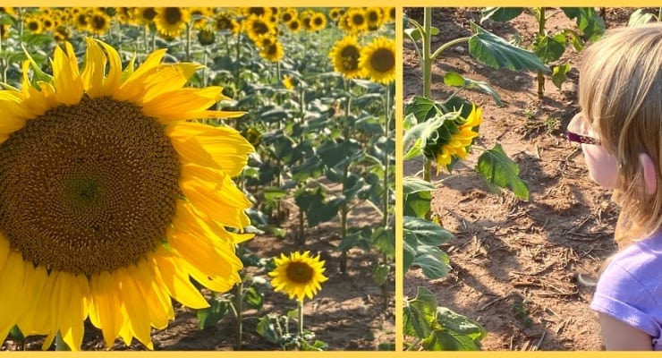 Sunflowers at Draper Wildlife Area