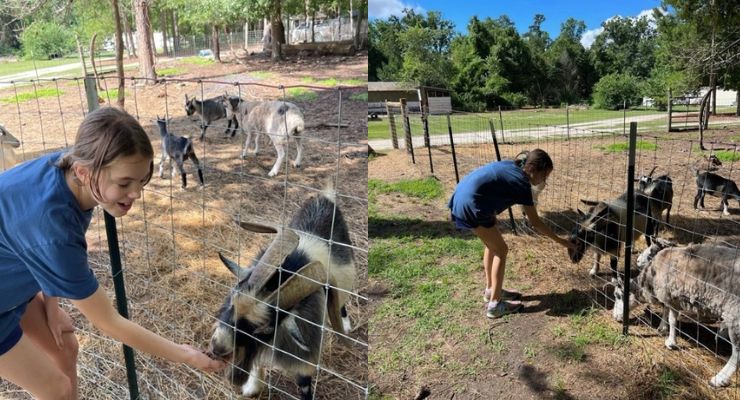 Petting goats at Fox Farm