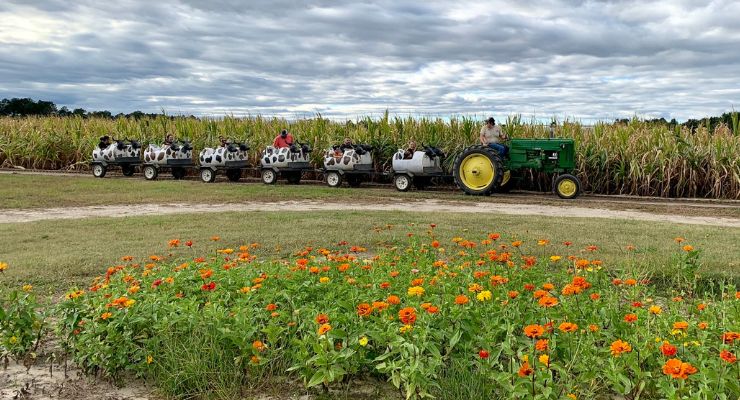 Clinton Sease Farm tractor ride cow train
