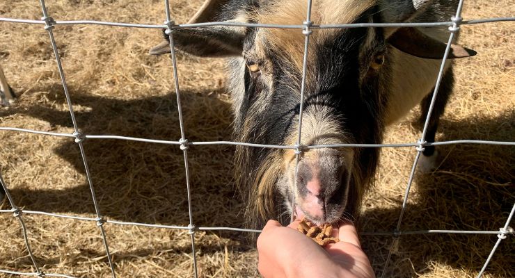 Feeding a goat at Fox Farm in Columbia, SC