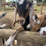 Goats at Eudora Farms