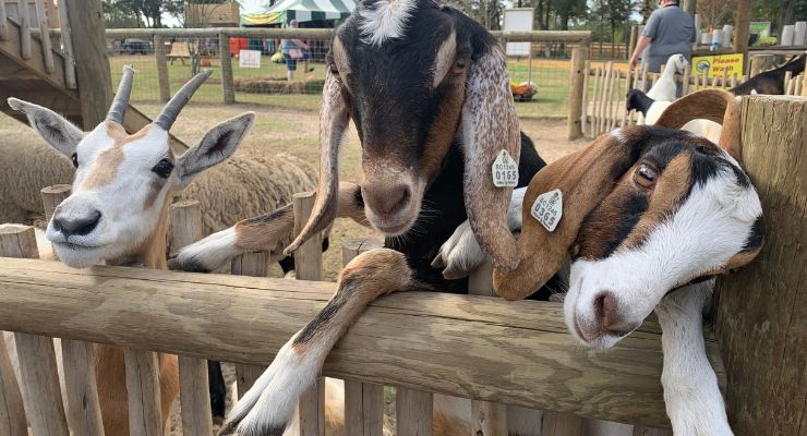 Goats at Eudora Farms