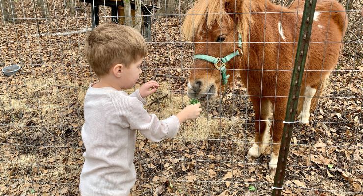 Mini horse at Two Girls and a Farm in Lexington, SC
