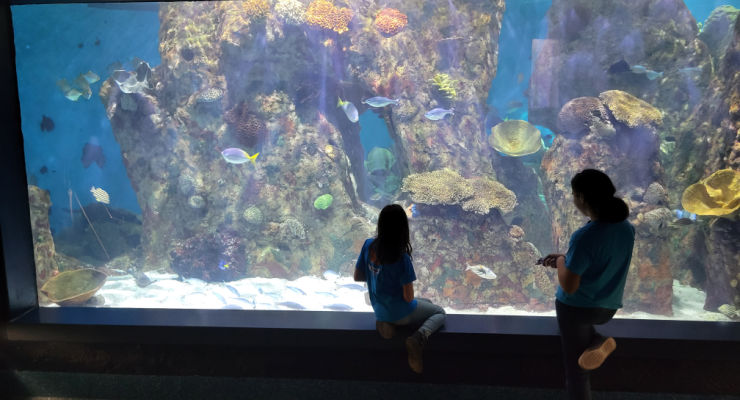 Girl looking at fish at the aquarium at Riverbanks Zoo.