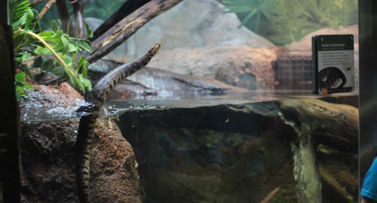 Cottonmouth snake at the zoo.