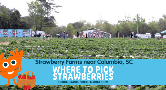 Strawberry picking: Columbia, SC