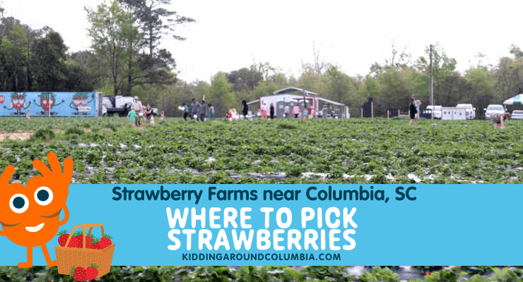 Strawberry picking: Columbia, SC