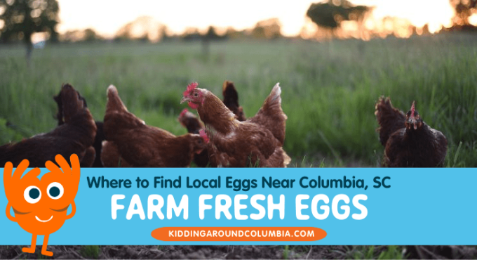 Fresh eggs in Columbia, SC