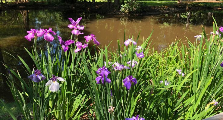 Iris Flowers at Sumter, SC