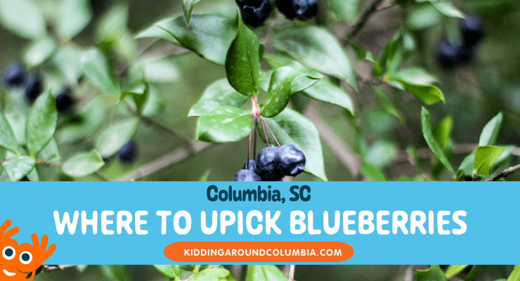 Where to go blueberry picking: Columbia, SC.