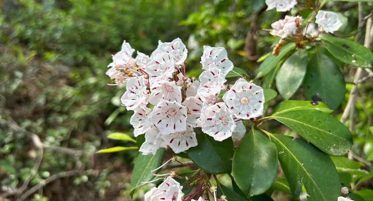 Peachtree Rock Heritage Preserve flowers on the hike