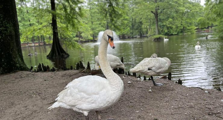 Swans at Swan Lake in Sumter, SC