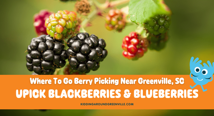 Where to pick blueberries and blackberries near Greenville, SC