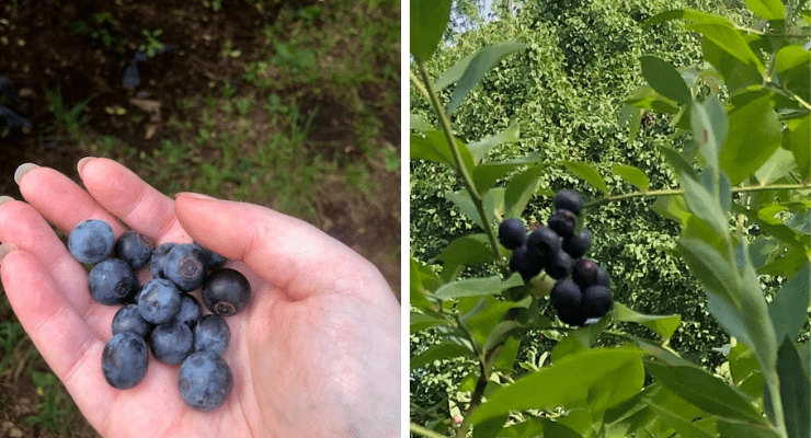 Fresh picked blueberries near Columbia, SC
