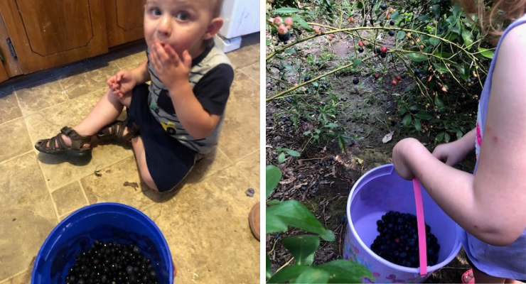 Eating fresh picked blueberries from farms near Columbia, SC