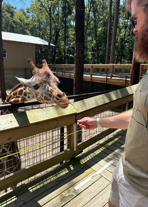 Feeding a giraffe at Bee City Zoo