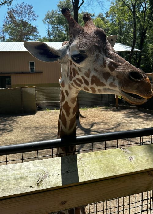 Giraffe at Bee City Zoo