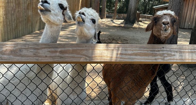 Llamas at Bee City Zoo