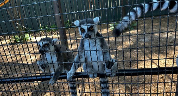 Lemurs waiting for treats at Bee City Zoo