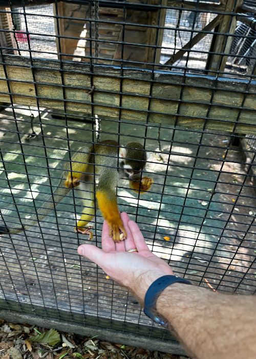 Feeding a monkey at Bee City Zoo