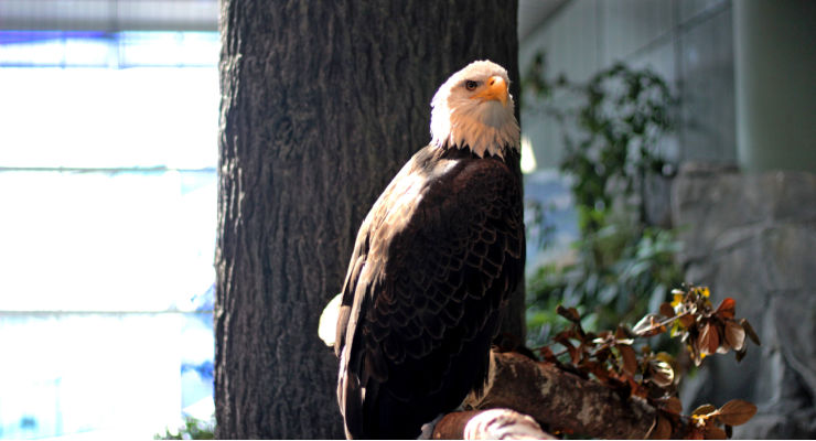 Bald eagle at the SC Aquarium