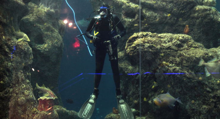 Diver at the SC Aquarium