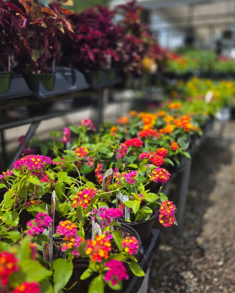 Wingards Market flowers