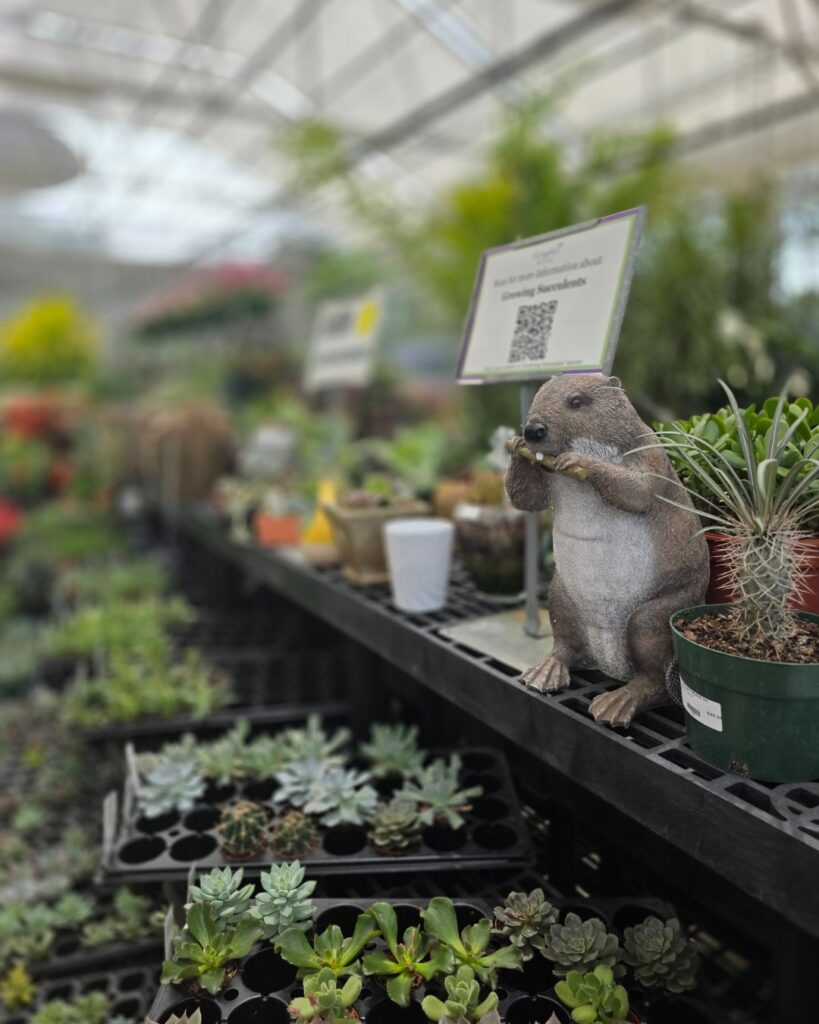 Wingards Market squirrel and plants on shelf