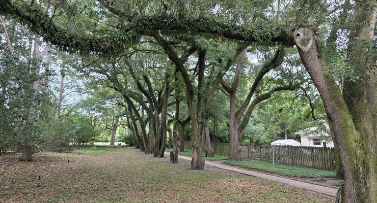 Shaded pathway under 100-year-old live oaks at Hopelands Gardens in Aiken, SC