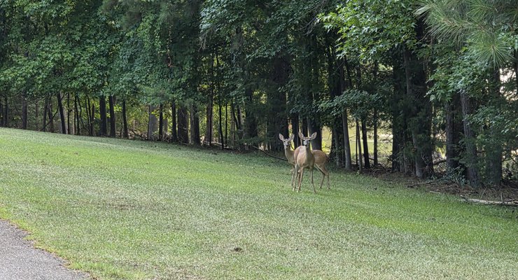 Two white-tailed deer spotted near the road at Dreher Island State Park in South Carolina