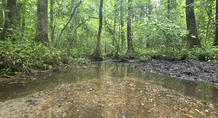 Clear artesian spring water flowing through the wooded grounds at God's Acre Healing Springs in Blackville SC