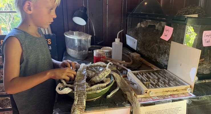 Nature education exhibits inside the Poinsett State Park store showing snake skins and ant trail displays