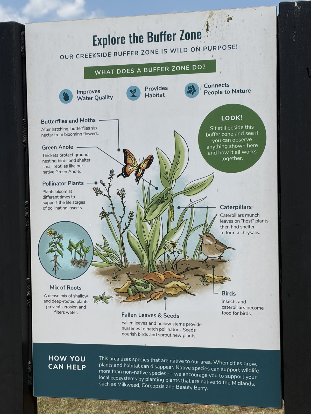 Page Ellington Park Columbia SC - native wildflowers with pollinators