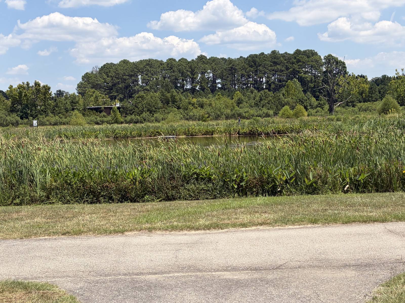 Page Ellington Park Columbia SC - pond and wildflowers